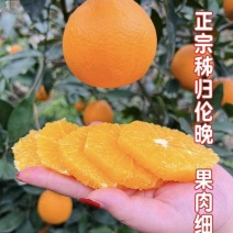 正宗秭归伦晚脐橙大量上市/挂树果/看园订货/
