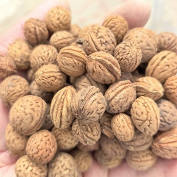 精品山桃胡工艺**