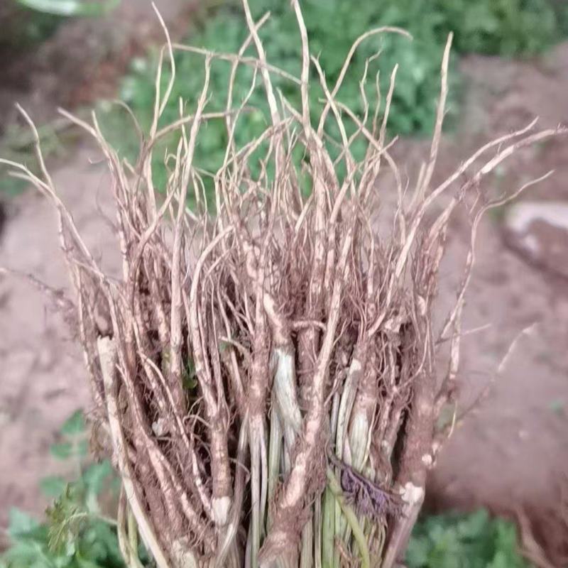 当归苗云南产地一手货源直发量大从优质量保证