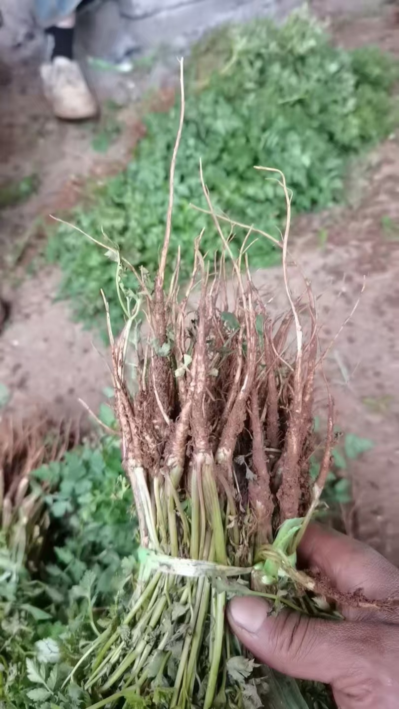 当归苗云南产地一手货源直发量大从优质量保证