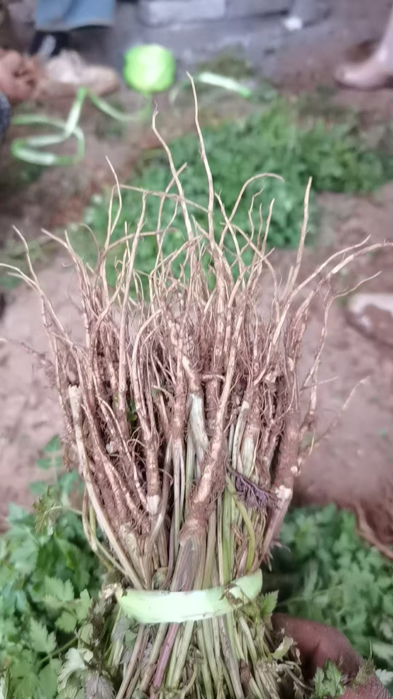 当归苗云南产地一手货源直发量大从优质量保证