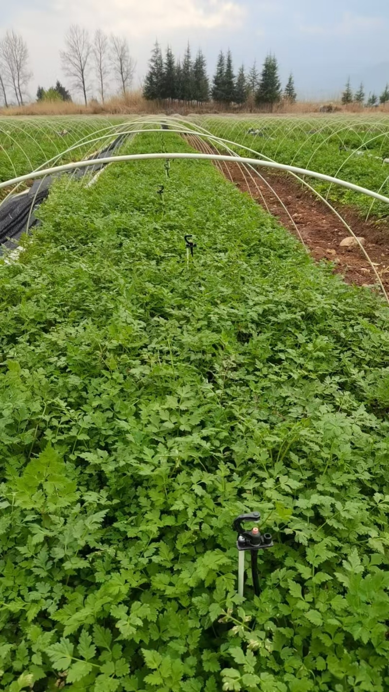 当归苗云南产地一手货源直发量大从优质量保证