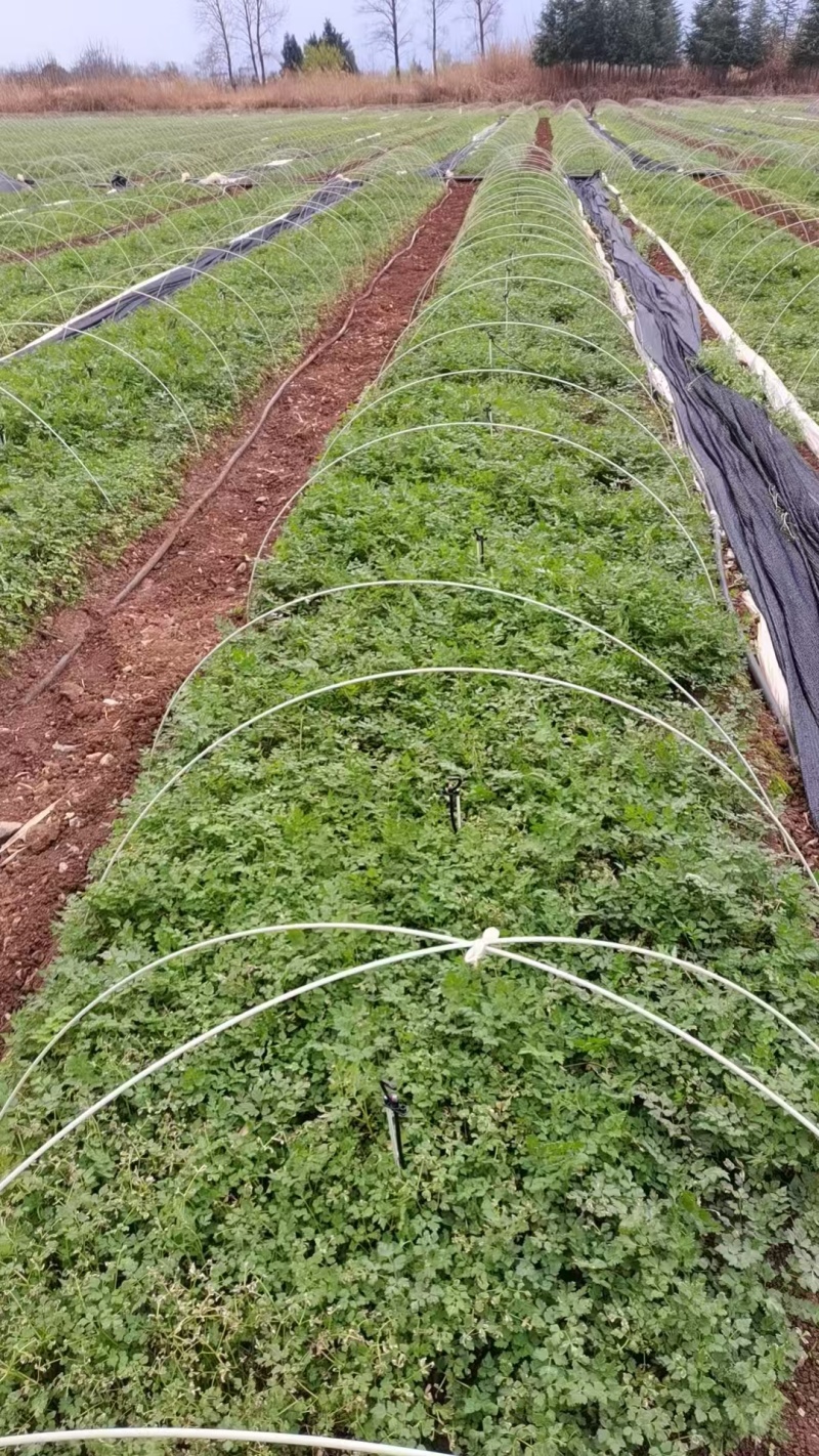 当归苗云南产地一手货源直发量大从优质量保证