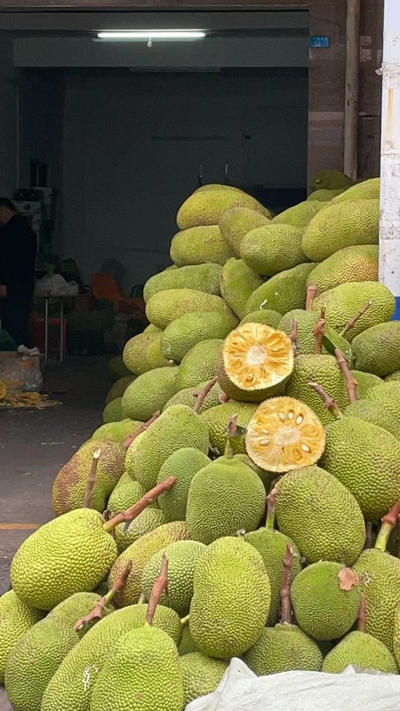 菠萝蜜海南菠萝蜜现摘现发产地直供一手货源