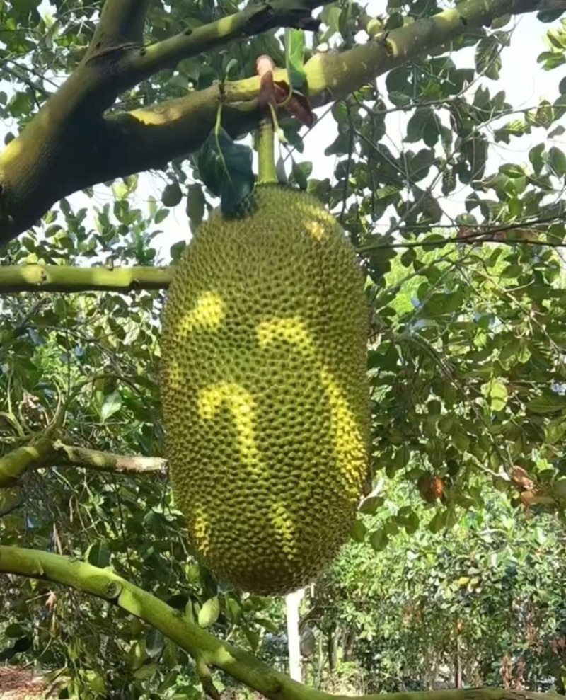 菠萝蜜海南菠萝蜜现摘现发产地直供一手货源