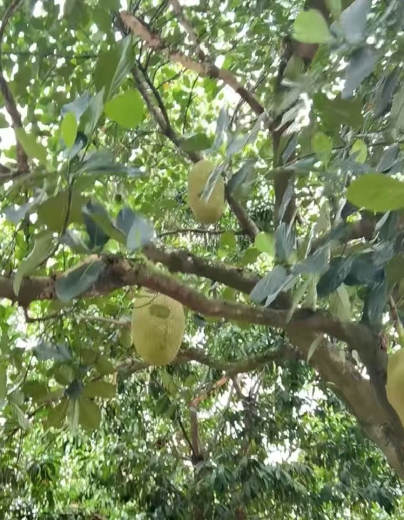 菠萝蜜海南菠萝蜜现摘现发产地直供一手货源