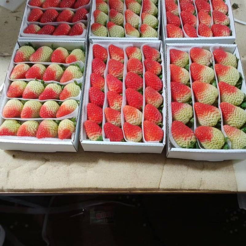 双流草莓，新鲜四季草，营养丰富，口感独特，健康美味，送