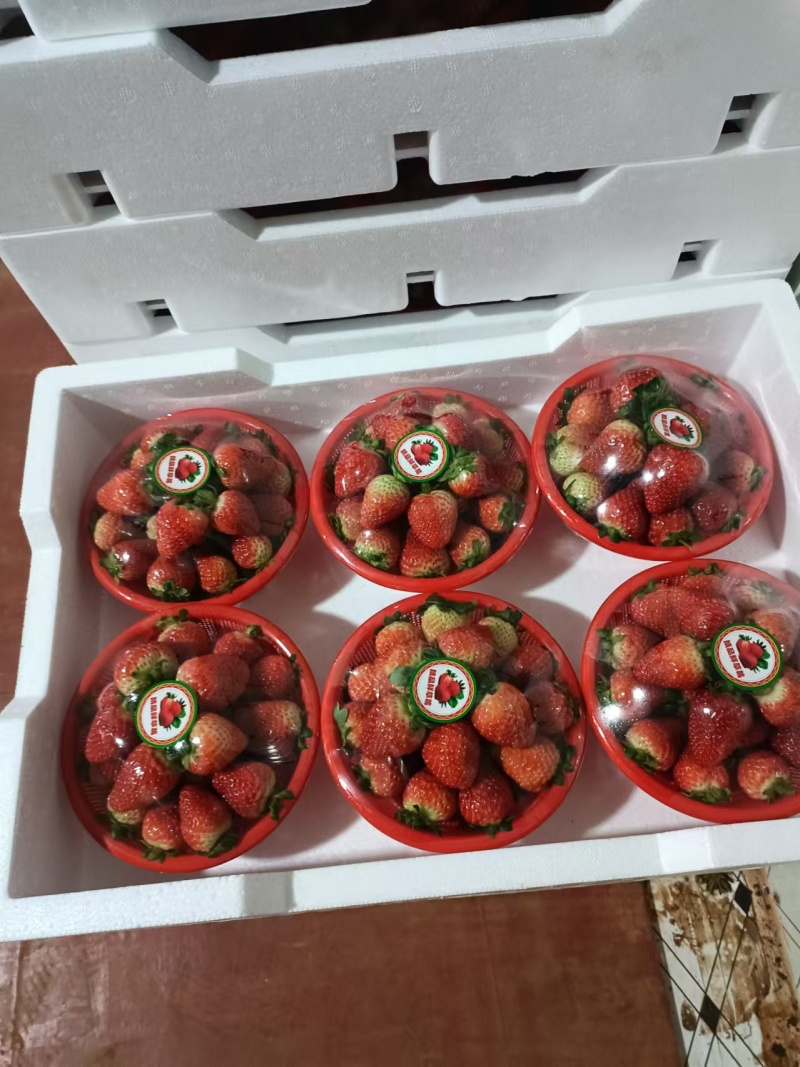 双流草莓，新鲜四季草，营养丰富，口感独特，健康美味，送