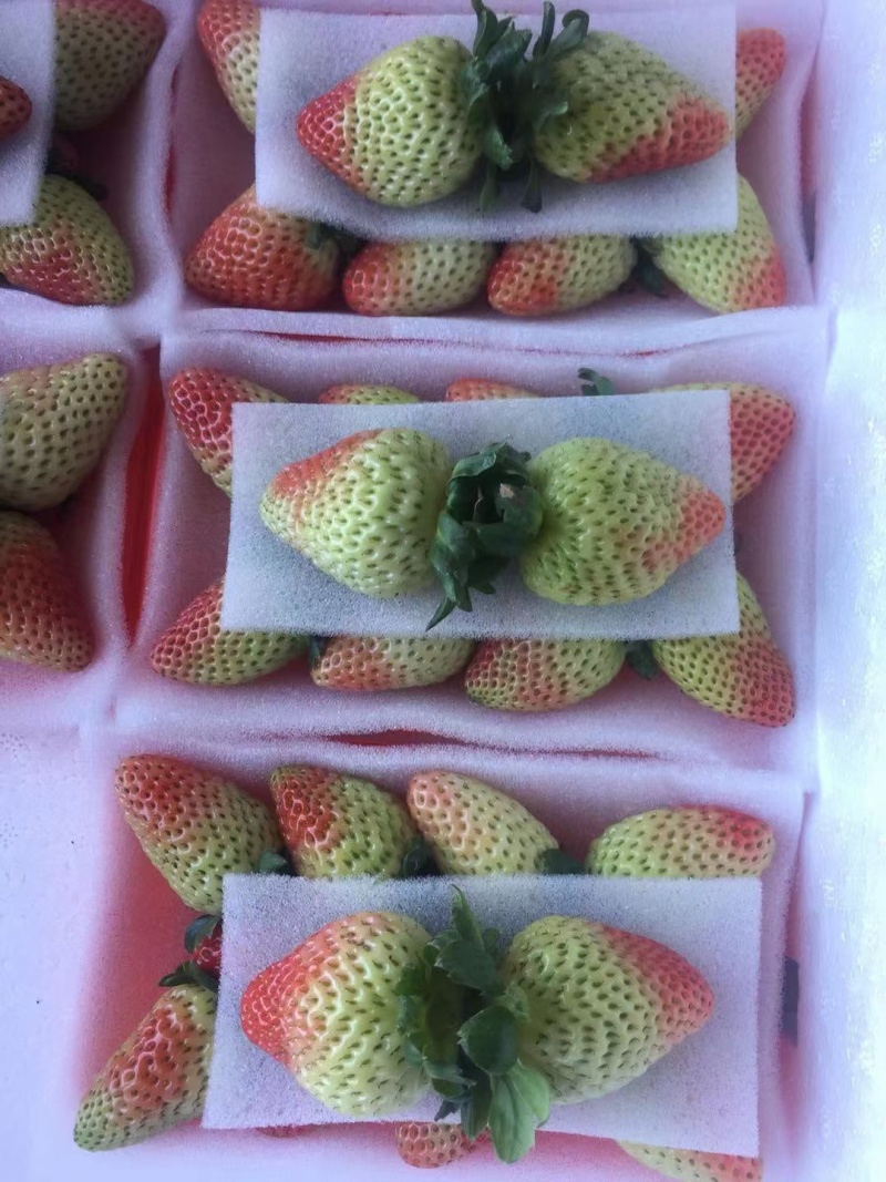 双流草莓，新鲜四季草，营养丰富，口感独特，健康美味，送
