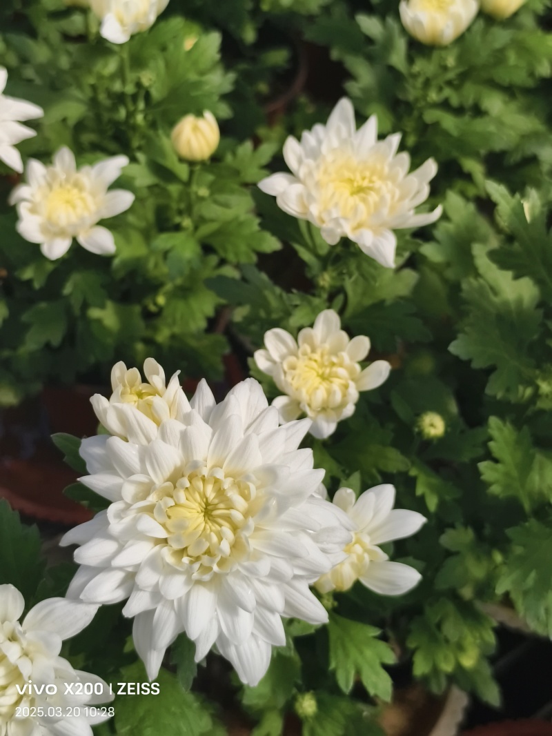 菊花黄色白色产量好花型好看存活率高