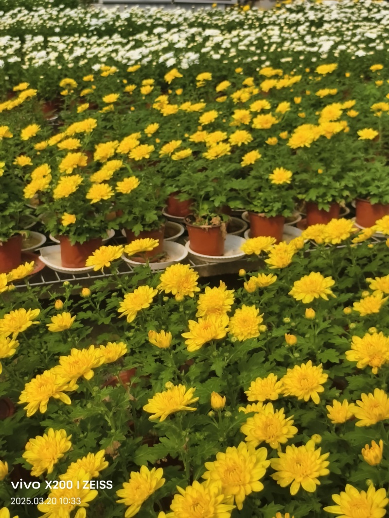 菊花黄色白色产量好花型好看存活率高