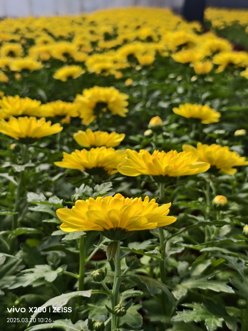 菊花黄色白色产量好花型好看存活率高
