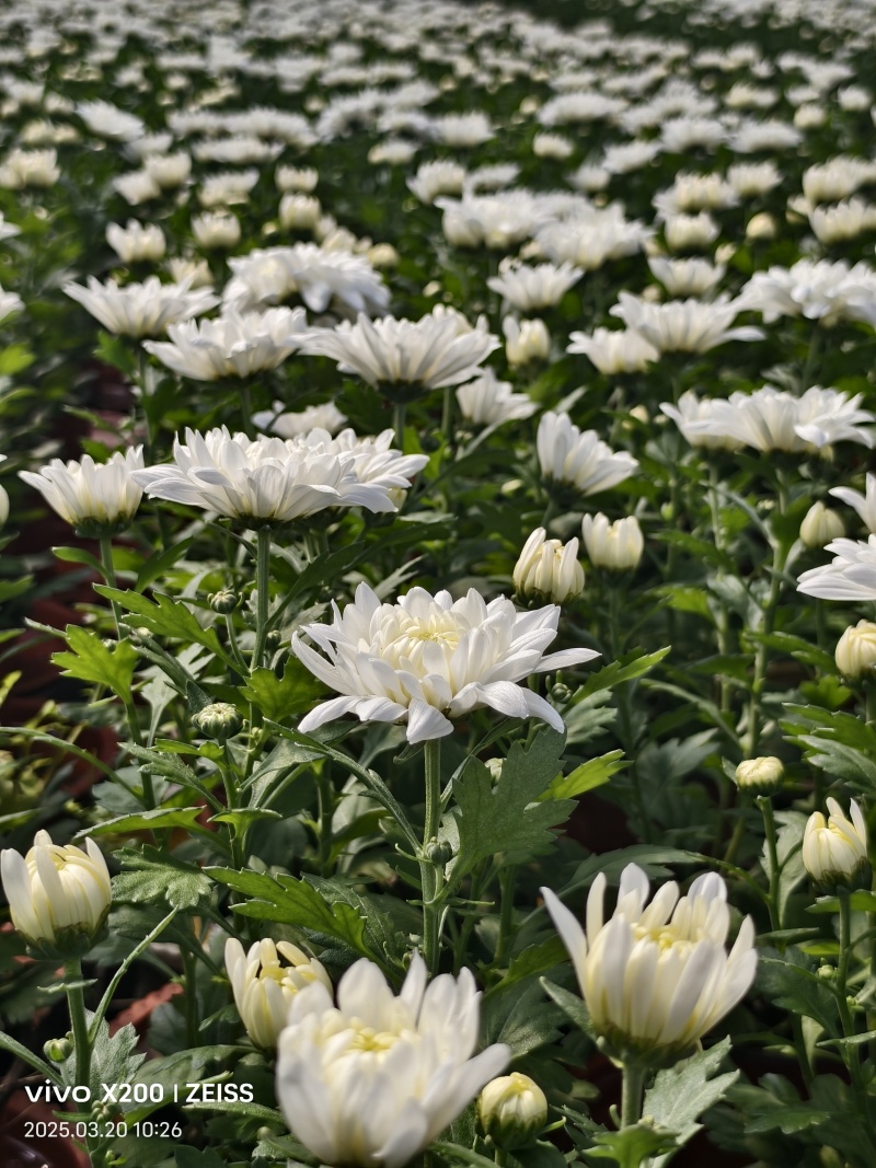 菊花黄色白色产量好花型好看存活率高