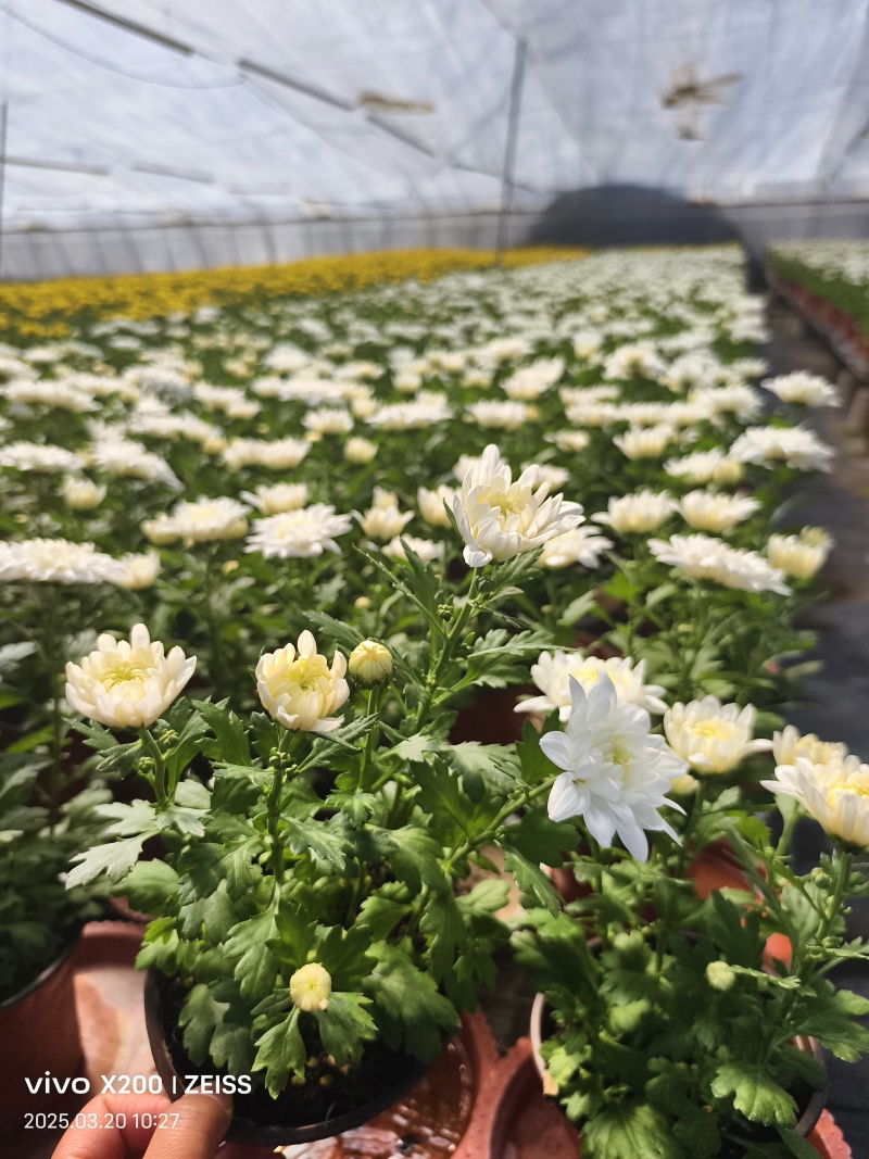菊花黄色白色产量好花型好看存活率高