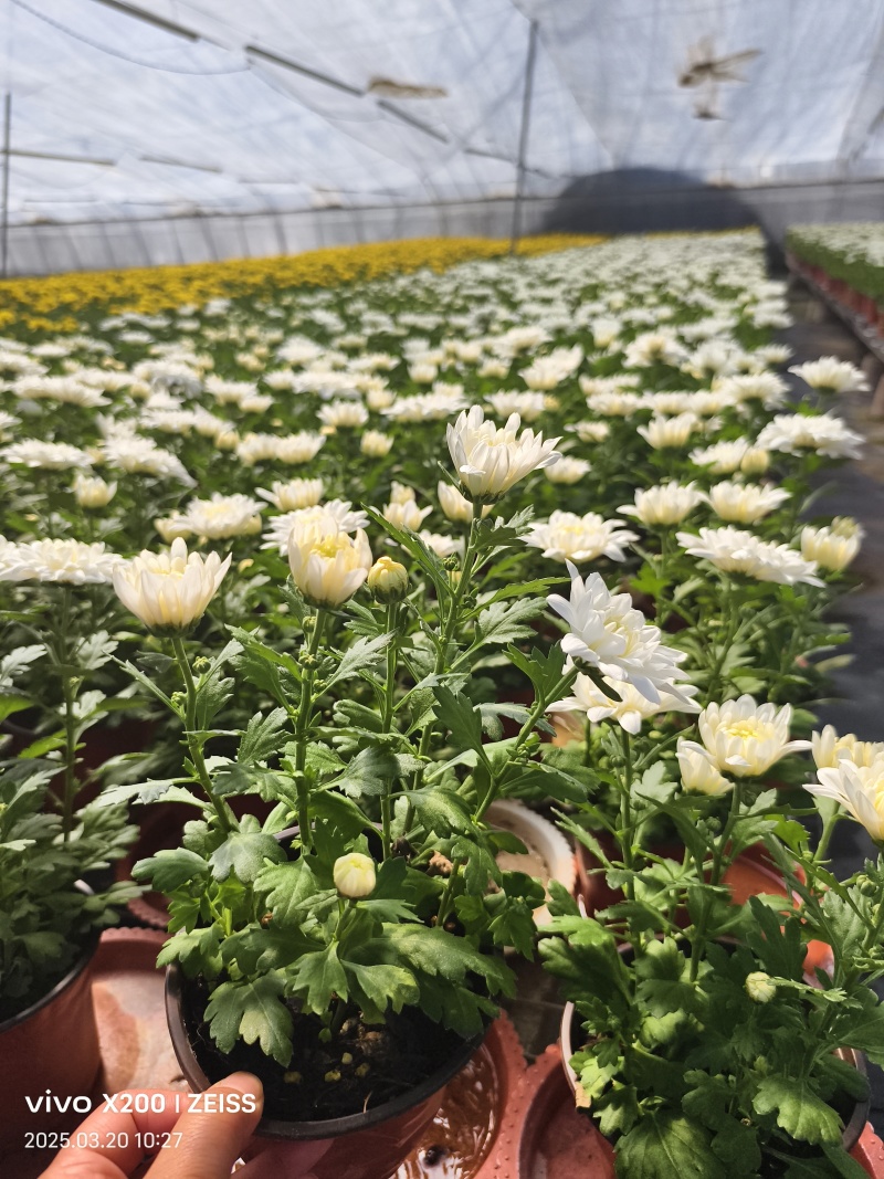 菊花黄色白色产量好花型好看存活率高