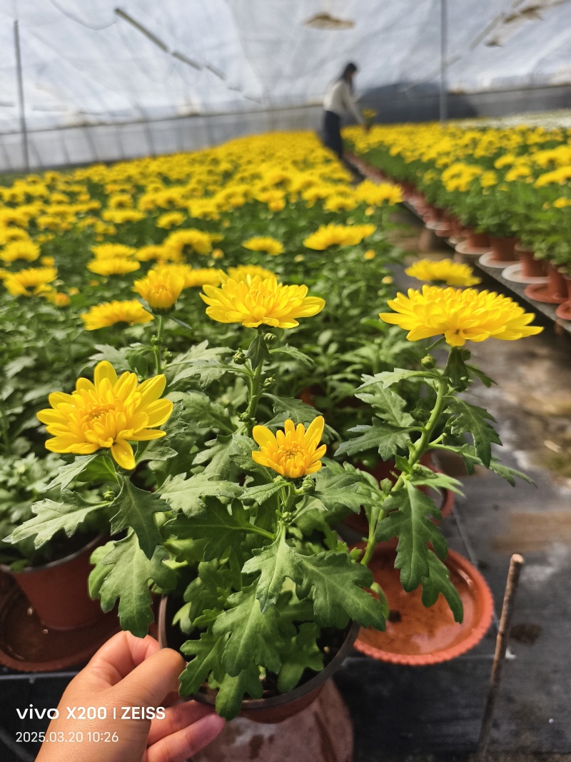 菊花黄色白色产量好花型好看存活率高