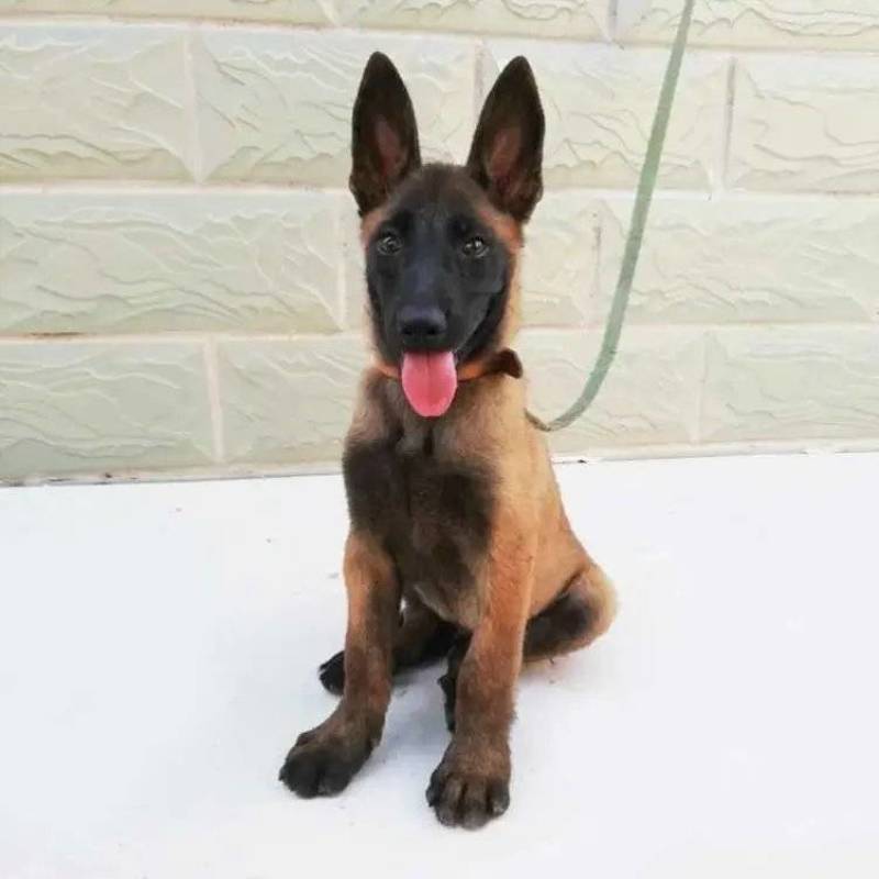 精品马犬