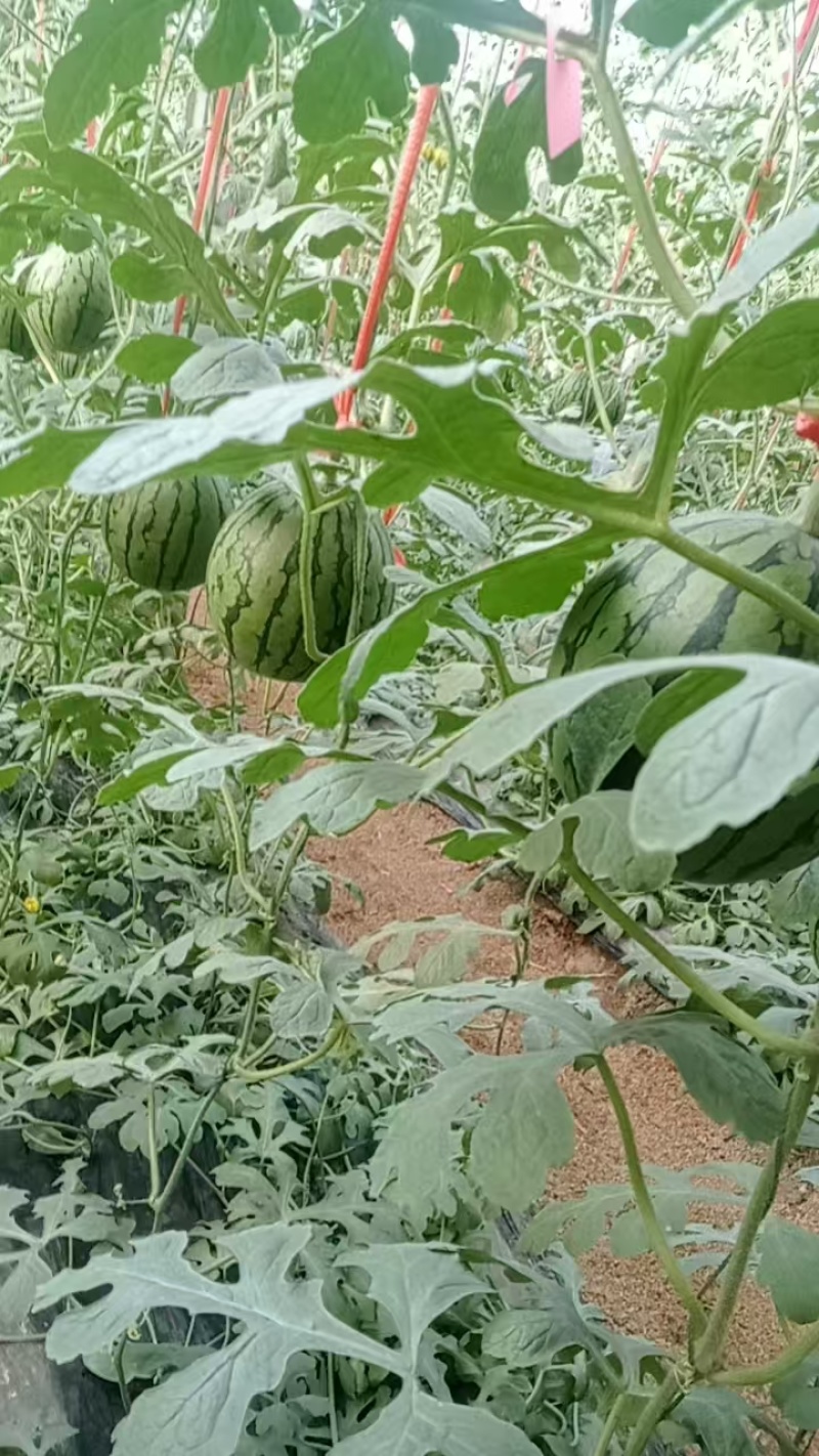 西瓜大量上市了，万亩甜瓜产地，价格**美丽