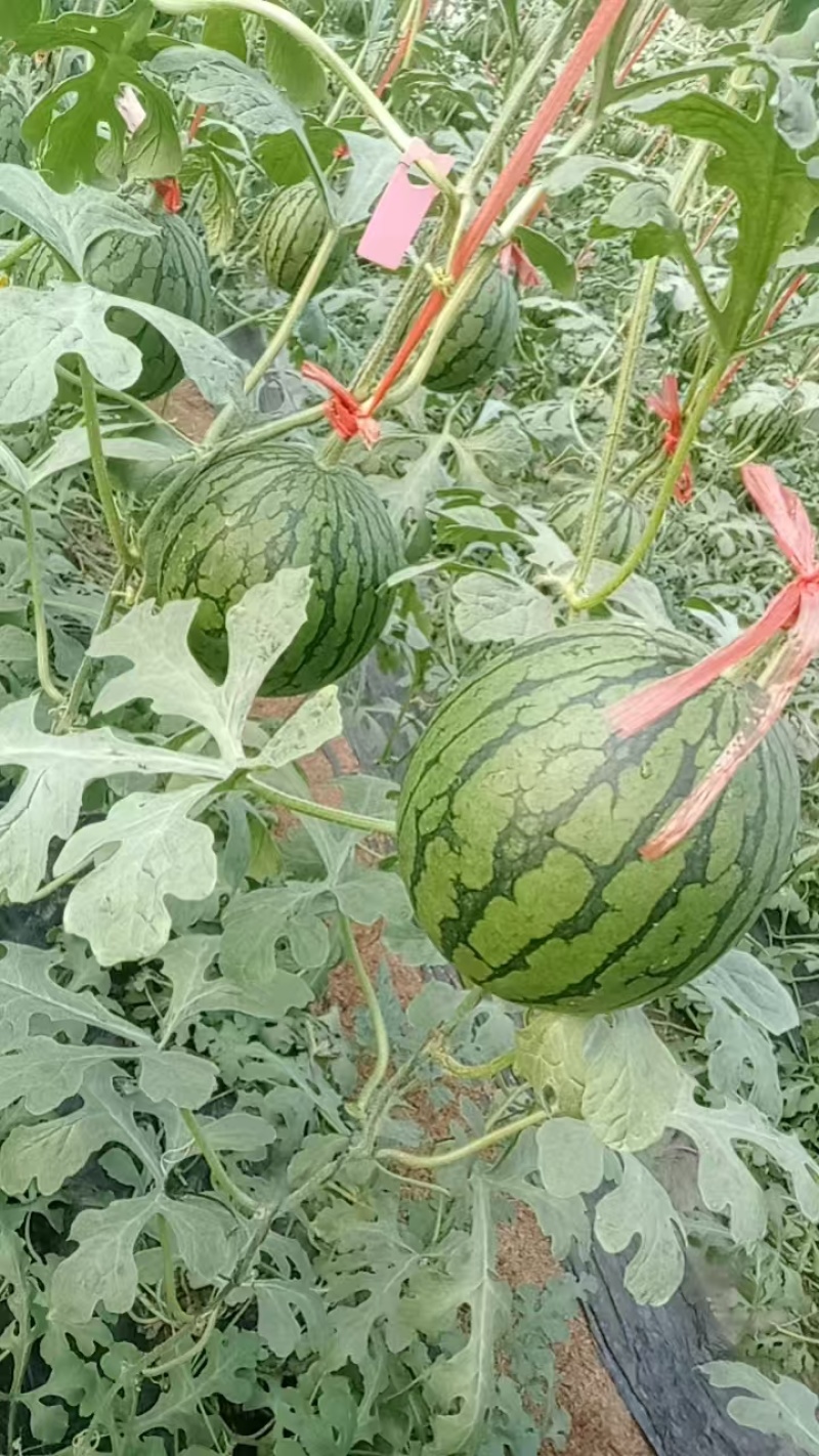 西瓜大量上市了，万亩甜瓜产地，价格**美丽
