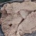 牛碗口肉厚香度高
