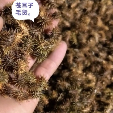 苍耳子干货毛货有需要的老板联系我。全国发货
