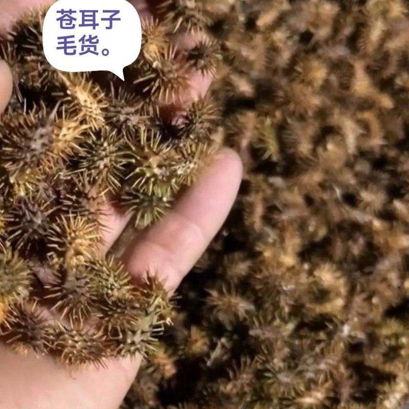 苍耳子干货毛货有需要的老板联系我。全国发货