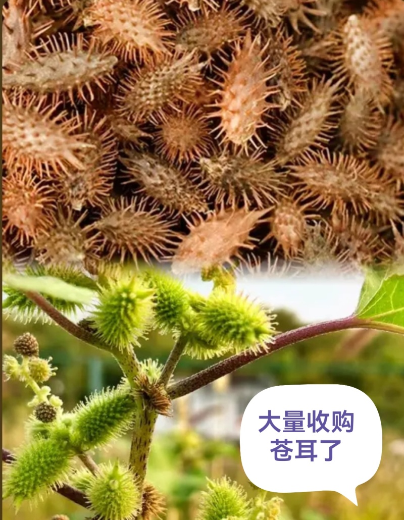 苍耳子干货毛货有需要的老板联系我。全国发货