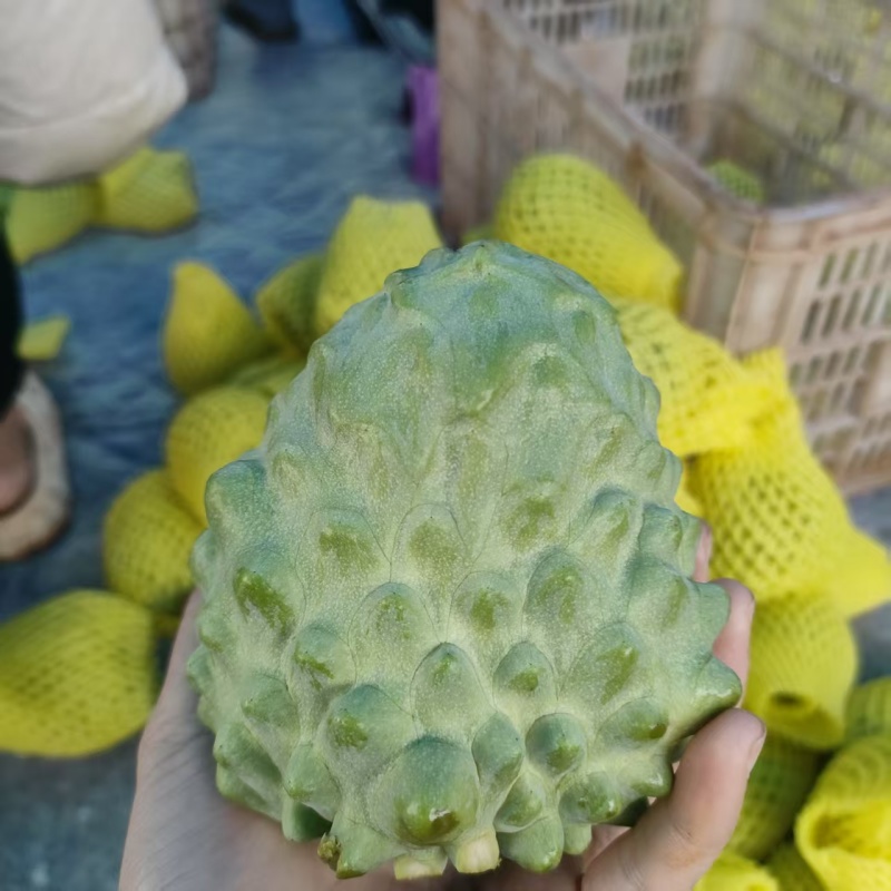 台湾释迦果