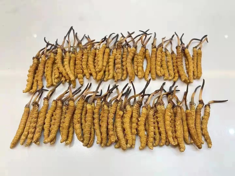 青海.玉树精品头期冬虫夏草，