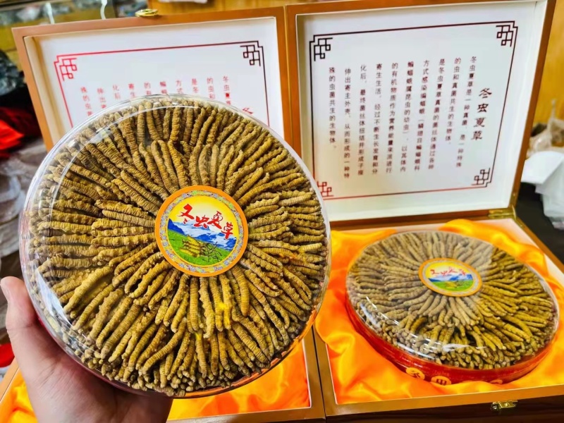 青海.玉树精品头期冬虫夏草，