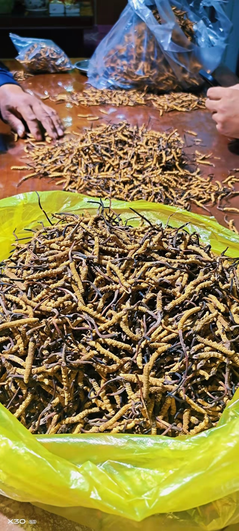 青海.玉树精品头期冬虫夏草，