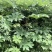 通草苗