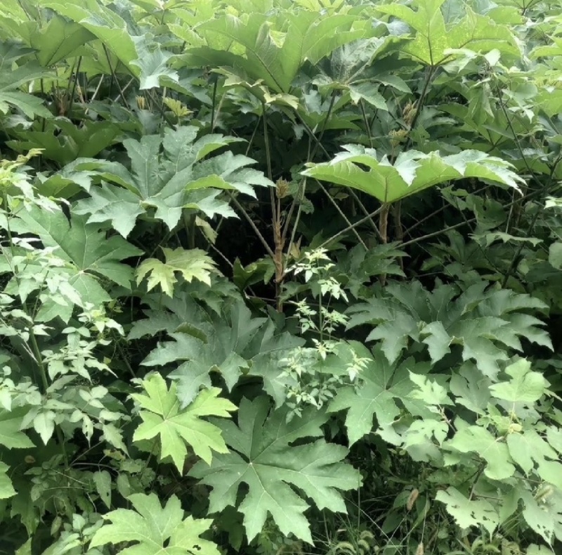 通草苗
