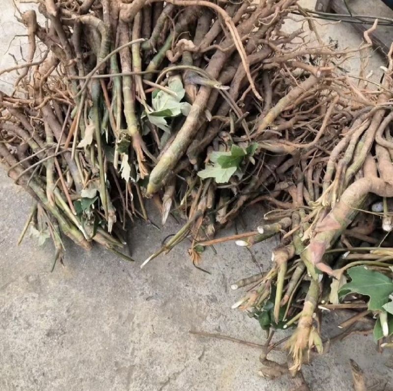 通草苗