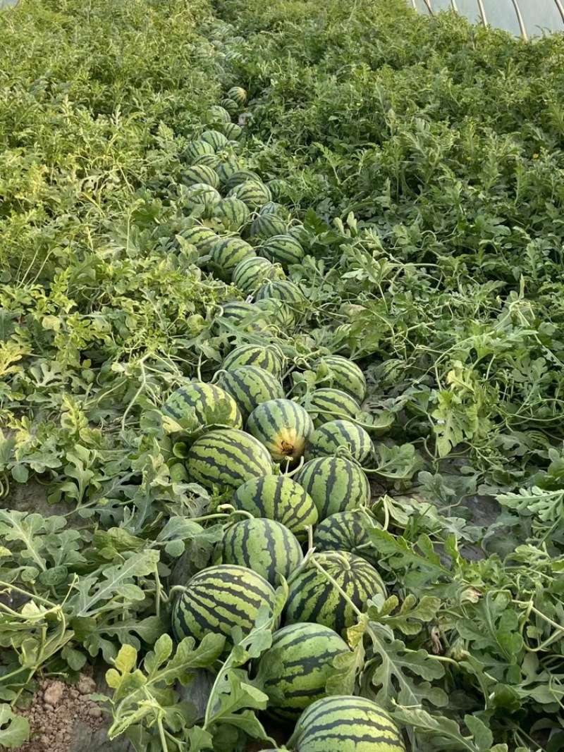 甘肃精品美都产地直发质量保证一手货源全国发货