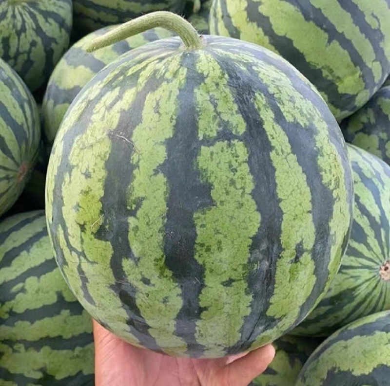 甘肃精品美都产地直发质量保证一手货源全国发货