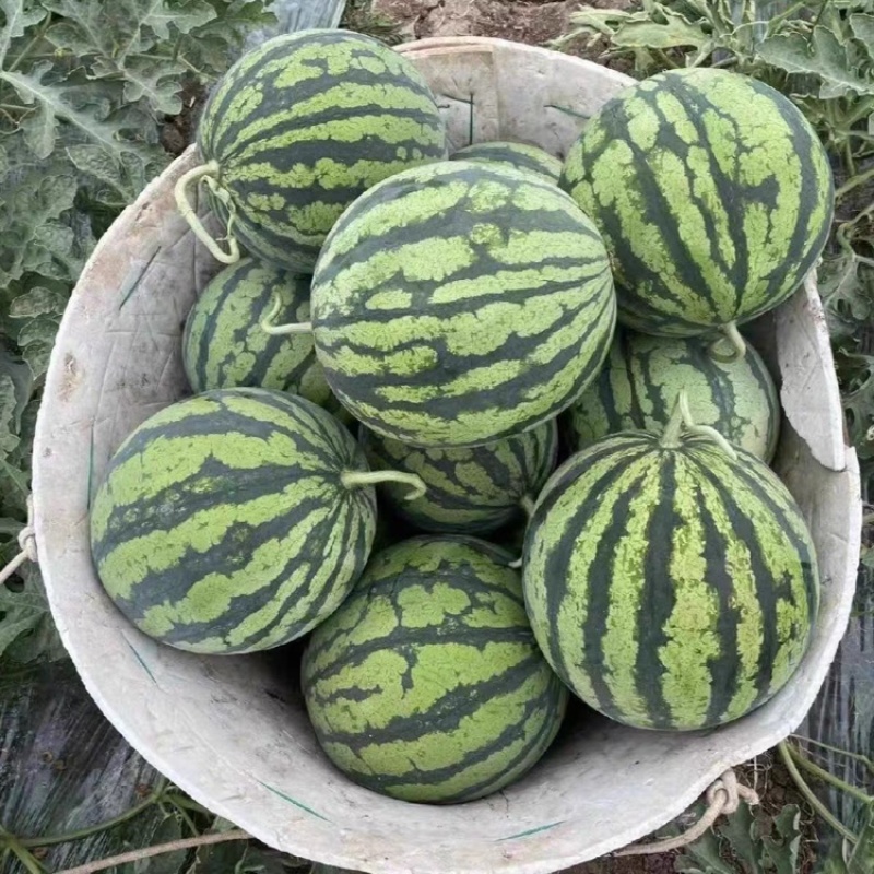 甘肃精品美都产地直发质量保证一手货源全国发货