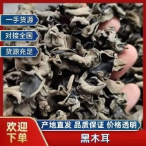 新货东北黑木耳大地头茬黑厚保证质量欢迎电话联系