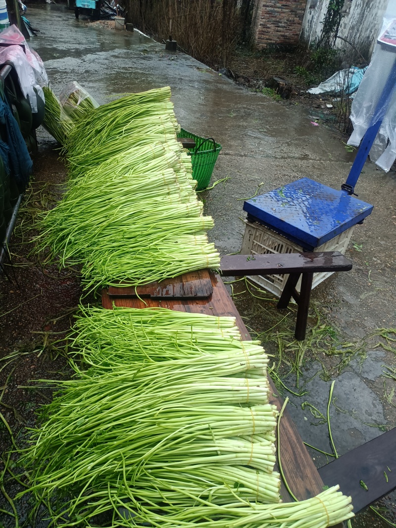 水芹菜