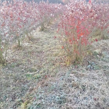 黑果花楸不老莓6年生结果树