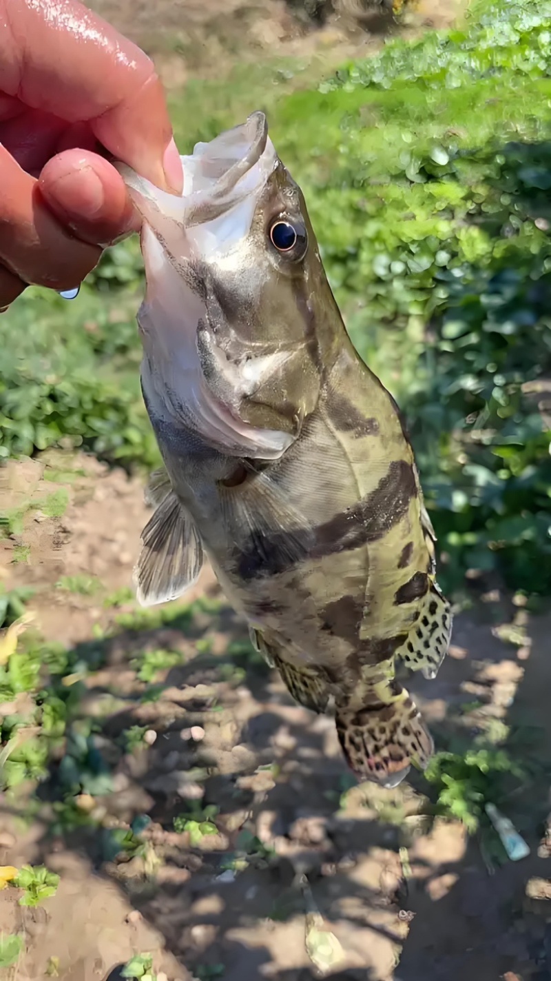 安徽蚌埠饵料鳜鱼