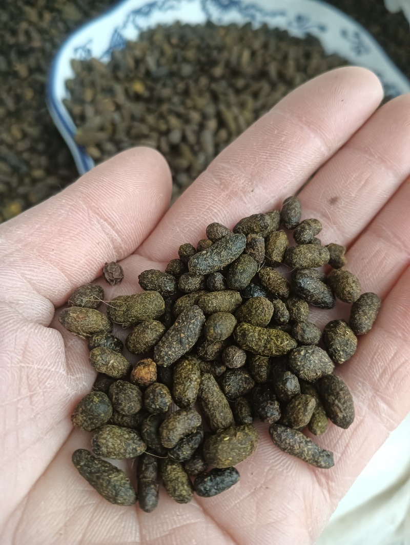 天然五灵脂，新货生五灵脂，实物实拍贵一点好很多，鲁赣药材