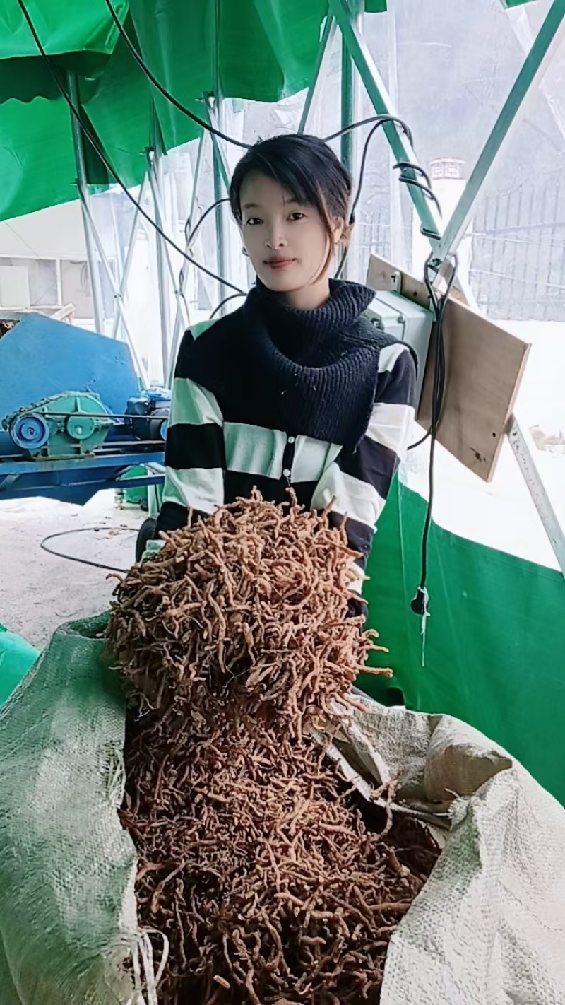 通货玉竹条价格美丽！！！！！！！！！！！！
