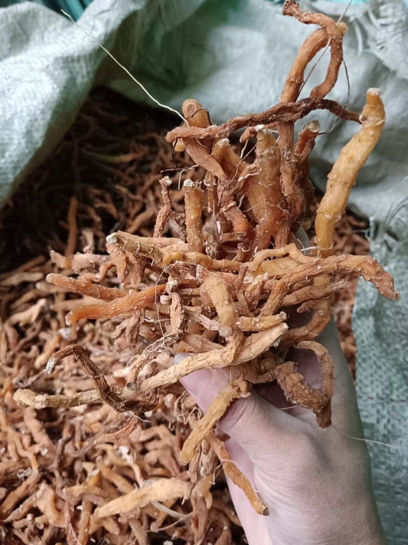 通货玉竹条价格美丽！！！！！！！！！！！！