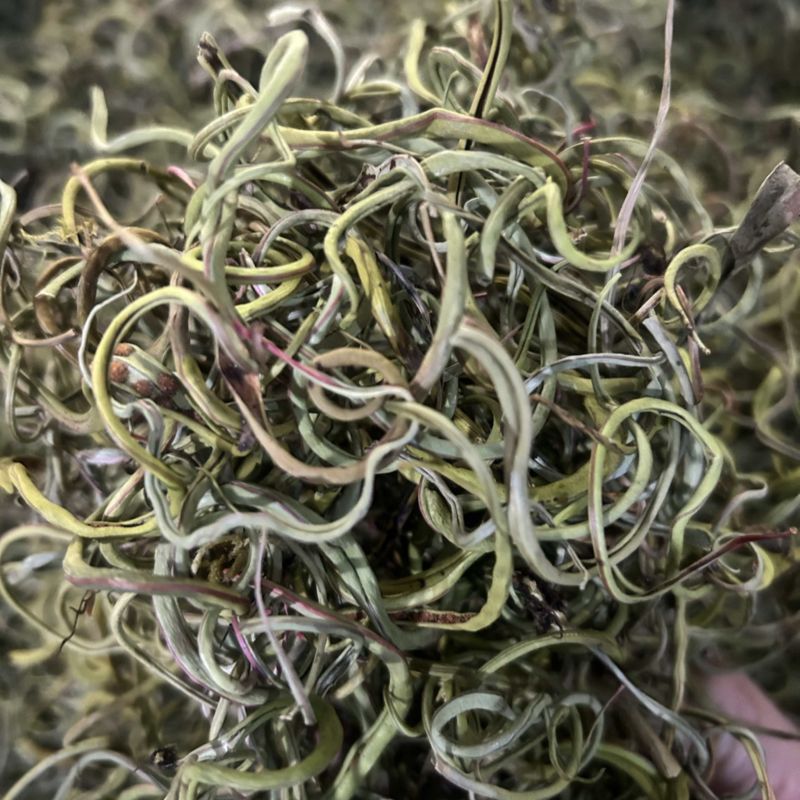 小叶化石草