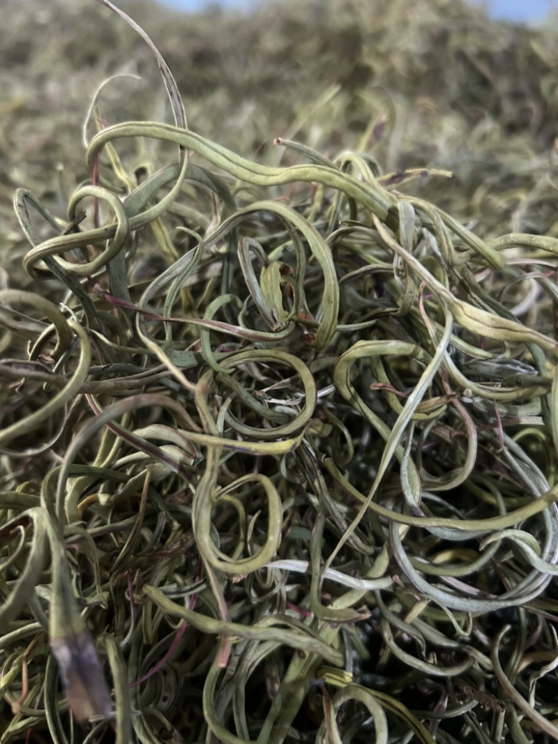 小叶化石草
