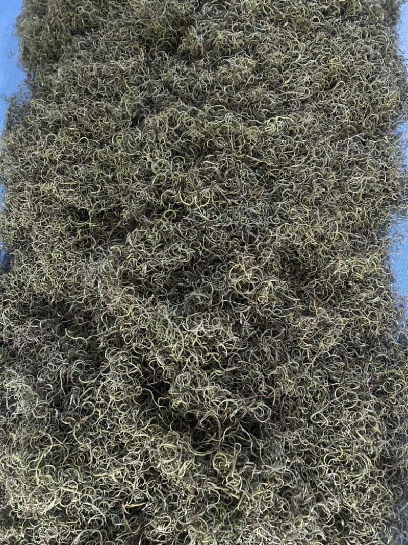 小叶化石草