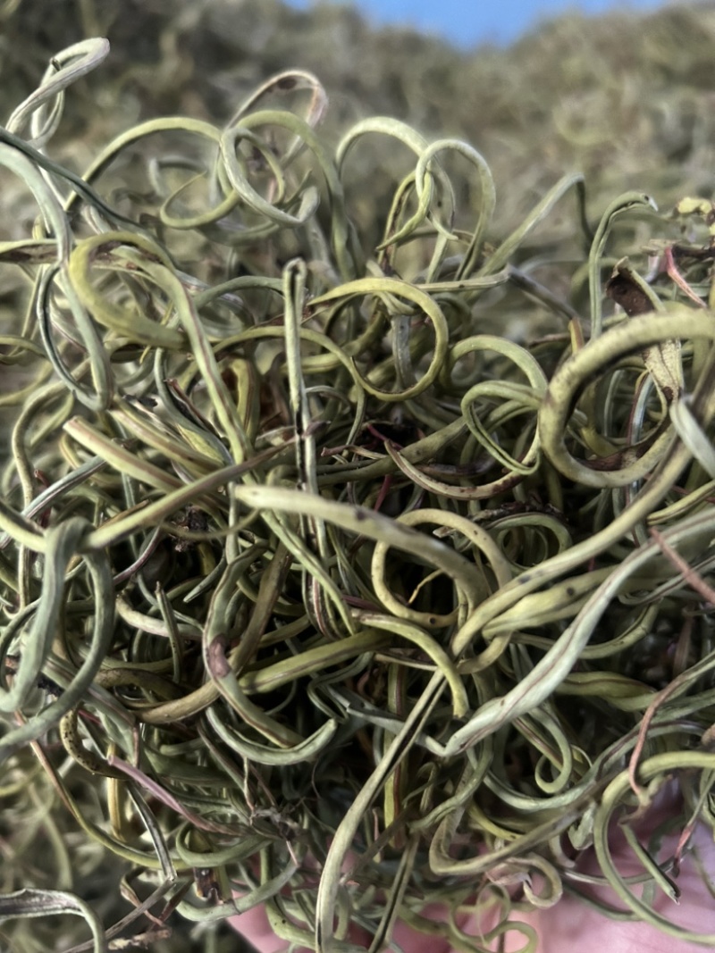 小叶化石草