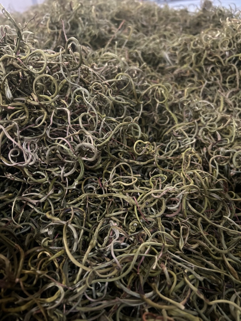 小叶化石草