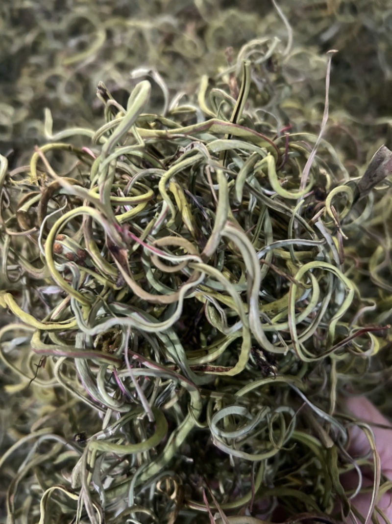 小叶化石草